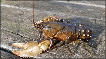 Picture of an adult male Murray crayfish (Euastacus armatus) from the Murray River, Australia.