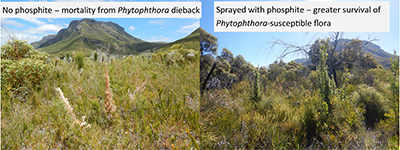 Photographs of vegetation without (more plant mortality) and with (less mortality) recurrent phosphite spraying.