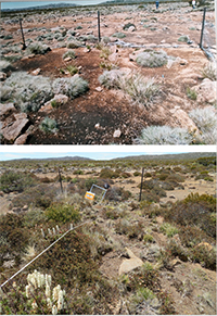 Two photographs of a herbivore exclosure, showing vegetation recovery between 1996 and 2021.