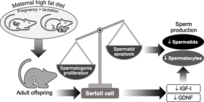 Diagram depicting effect of high-fat diet fed to pregnant rats on Sertoli cell function in offspring.