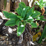 Photograph of ‘Cavendish’ banana plant infected with banana bunchy top virus.
