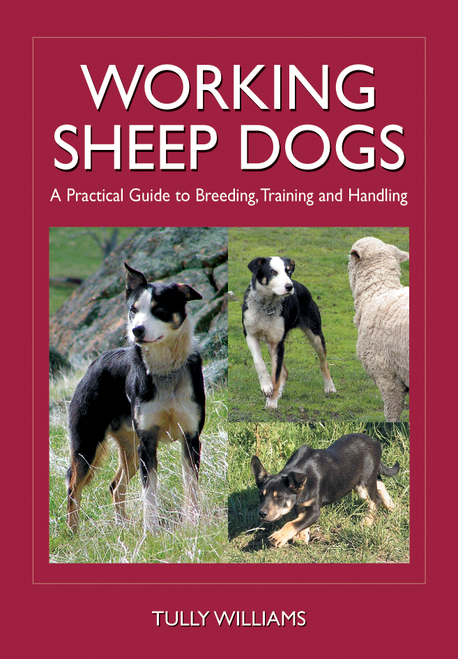 The cover image of Working Sheep Dogs, featuring three images of sheep dogs, two alone, and one with a sheep.