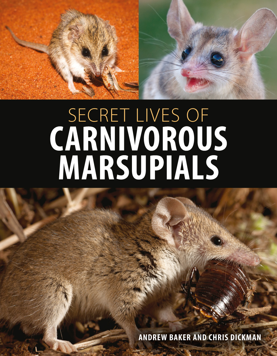 Cover of Secret Lives of Carnivorous Marsupials featuring three small marsupials, one with bared teeth