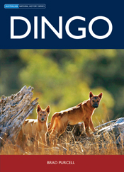 The cover image of Dingo, featuring two dingos standing in long dry grass, with an out of focus green background.