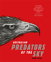 An illustration of a Black Breasted Buzzard against a red backdrop and gre