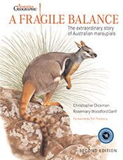 An illustration of a yellow-footed rock-wallaby (Petrogale xanthopus)