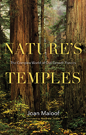 Photograph of an old growth forest in the United States.