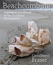 Cover of 'Beachcombing' featuring a photo of a washed up cluster of cream-