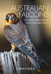 Cover of 'Australian Falcons', featuring a juvenile Australian Hobby perched on a wooden fence post, looking over its shoulder at the viewer.