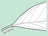 Leaf petiole length character image
