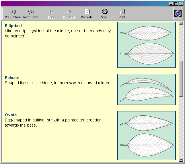 Leaf blade shape notes