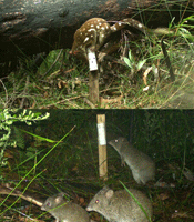 Two vertically aligned photographs of camera trap images – top showing a spotted-tailed quoll and underneath showing three long-nosed potoroos.