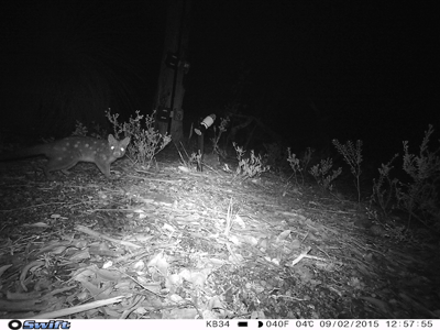 Chuditch (Dasyurus geoffroii) on the forest floor caught by camera trap, staring directly into lens.