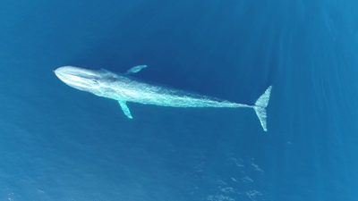 Overhead photograph of south-east Indian Ocean pygmy blue whale swimming in the ocean near surface.