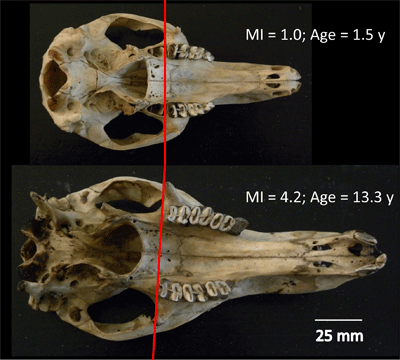 Photograph (ventral view), of two kangaroo skulls aged 1.5 and 13.3 years, showing molar progression.