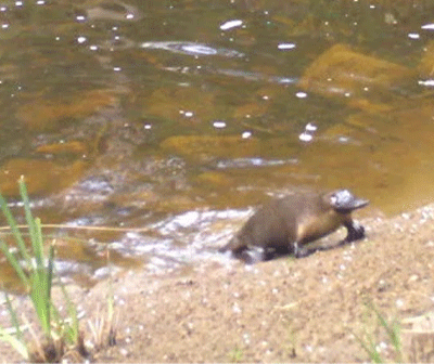Photograph of a platypus emerging from Kellaways Creek to a sandy bank