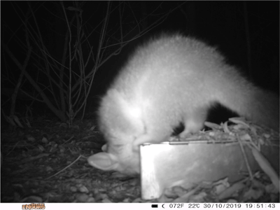 Close-up night-time photograph from camera trap of a brushtail possum perched on top of a bait box investigating inside.