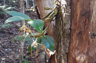 An epiphytic orchid attached to the trunk of a tree killed by repeated myrtle rust infection.