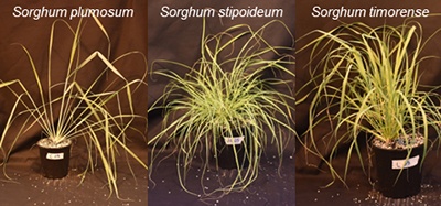 Accessions of three wild sorghum species collected in Australia.
