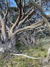 Photograph of long-unburnt snow gum growing in Victorian Alps.
