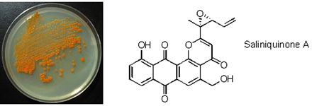 Marine Actinomycetes