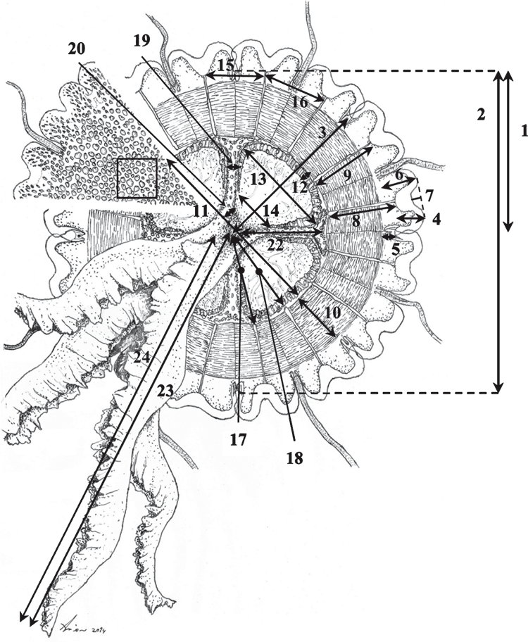csiro publishing invertebrate systematics