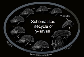 Schematic representation of the life cycle of y‐larvae (Pancrustacea: Facetotecta).