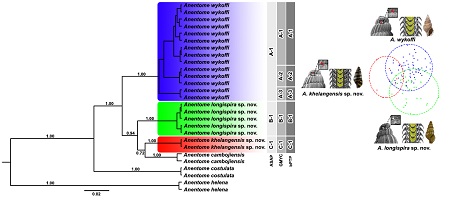 The species delimitation tree from which a morphological and molecular phylogenetic assessment revealed three putative cryptic morphotypes of Anentome wykoffi representing three well-supported clades interpreted as three different species viz. A. wykoffi (sensu stricto), A. longispira sp. nov. and A. khelangensis sp. nov.