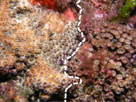 Colony and corallites of Oculina patagonica (left) and Cladocora caespitosa (right), 8 m deep, Balearic Islands (Spain).