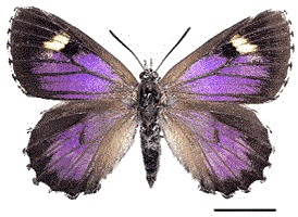 Dorsal view of a female Ogyris halmaturia halmaturia butterfly.