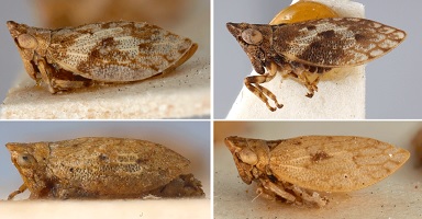 Two images of Austrolopa brunensis (top row); and two images of Austrolopa kingensis (bottom row).
