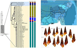 Three images showing a Maximum Likelihood phylogenetic tree for Brotia spp. reported from north-east India (left), a map of India showing where the Brotia sampling took place (top right), shells of the reported different putative Brotia species (bottom right).