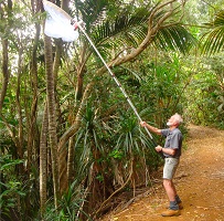 Extendible insect net for collecting palm bugs by Geoff Monteith.