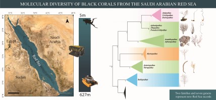 Map of study area, depth range of specimen collection and two families and seven genera represented by Red Sea records.