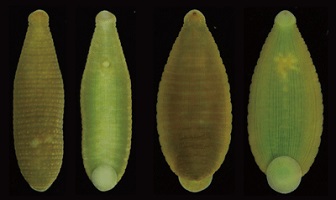 Dorsal and ventral views of neotype of Torix tagoi and topotype of Torix orientalis.