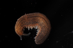Dorsal view of Peripatopsis lawrencei, Lawrence’s velvet worm, from South Africa.