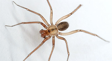 Papiamenta savonet Huber, 2000 spider