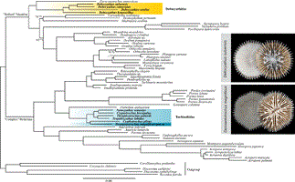 Maximum likelihood phylogeny of scleractinian corals based on the nuclear dataset.