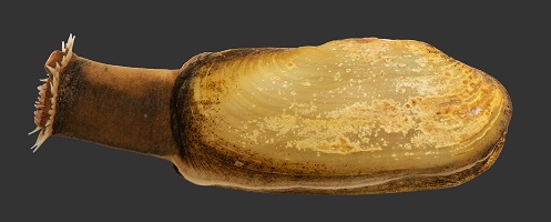 Freshwater razor clam, Cenonovaculina siamensis (Morlet, 1889), from Bang Pakong River, Prachin Buri, Thailand (MUMNH-PHA003), right view.
