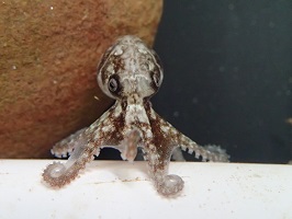 Photograph of a southern keeled octopus hatchling (Octopus berrima), which was one of the study species used to develop this ageing guide.