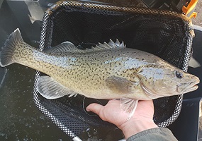 Picture of a trout cod (Maccullochella macquariensis) collected for tagging from the Goulburn River, Australia.