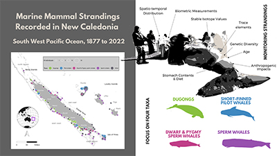 Map of strandings in New Caledonia; people gathered around a stranded whale; four commonly stranded species.