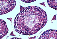 Photomicrograph of the seminiferous tubule of the testes of an adult mouse of the control group.