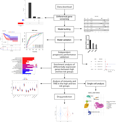 Flowchart showing the methods and results of predicting cervical cancer using prognostic model analysis.