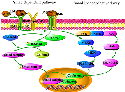 Diagram showing Smad dependent pathway and Smad independent pathway.