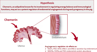 Diagram showing how chemerin is hypothesised to act as a regulator of endometrial angiogenesis in pregnant pigs.