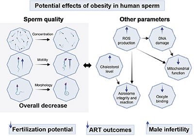 Diagram showing potential alterations in the sperm parameters of obese men.