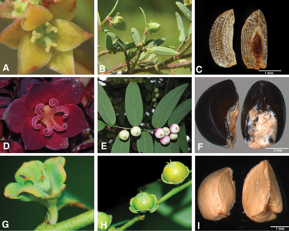 CSIRO PUBLISHING Australian Systematic Botany