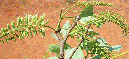 Photograph of Erythrophleum arenarium, a species of ironwood in Australia.