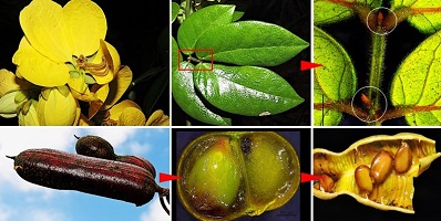 Senna section Chamaefistula series Bacillares flower, leaf, extrafloral nectaries, frui and seeds.